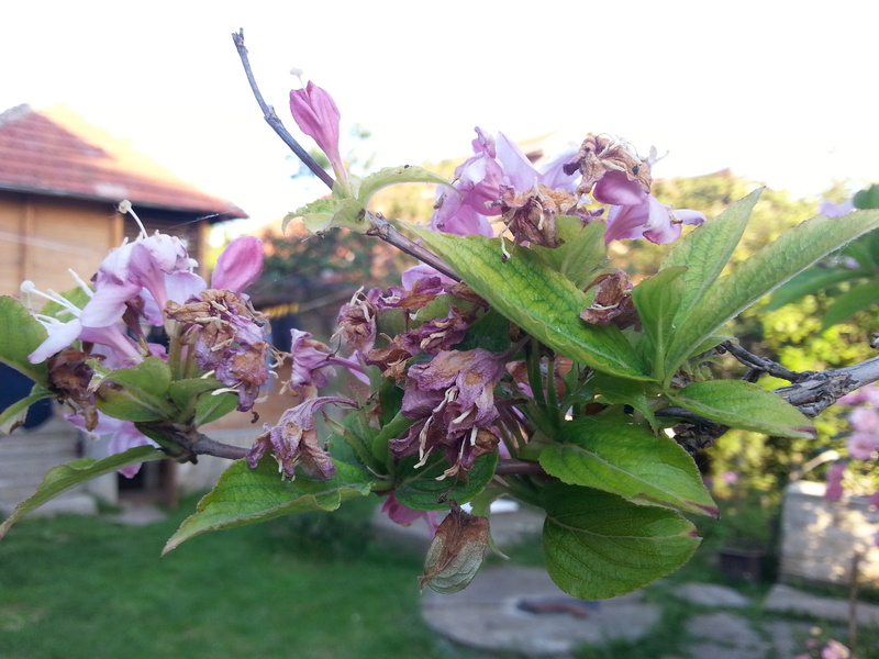 dried, Dried flowers, flowers, 2K