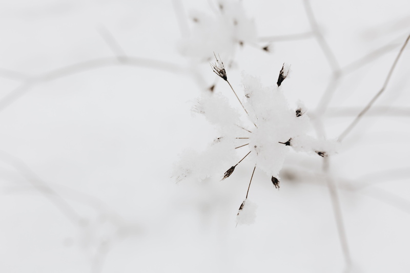 tree, plant, ice, cold temperature, frozen, white color, branch, snowflake, snow, white, outdoors, cold, dried flowers, day, focus on foreground, dry, 5K
