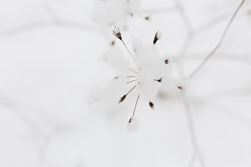 white, branch, frozen, dry, snowy, dried flowers, snow, 5K, day, cold, cold temperature, white color, vulnerability, focus on foreground, nature, fragility