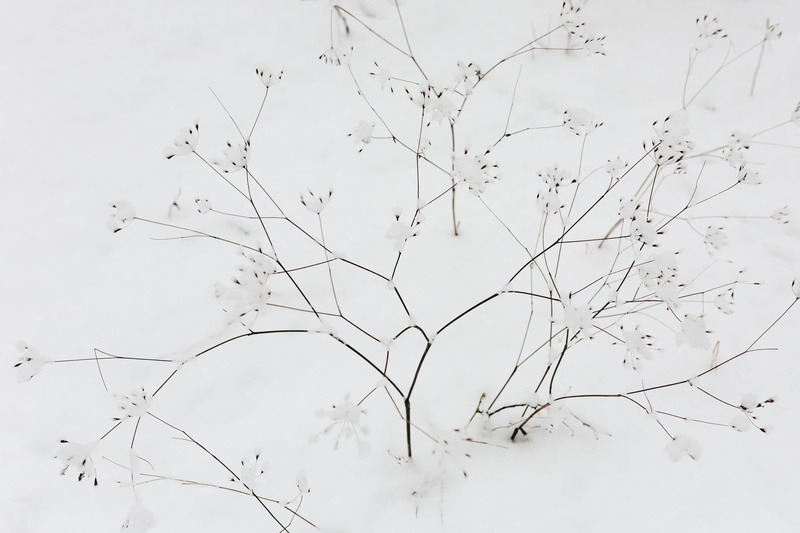 winter, white, white color, 4K, snowy, outdoors, sky, nature, snowing, beauty in nature, tranquility, cold temperature, snow, group of animals, dried flowers