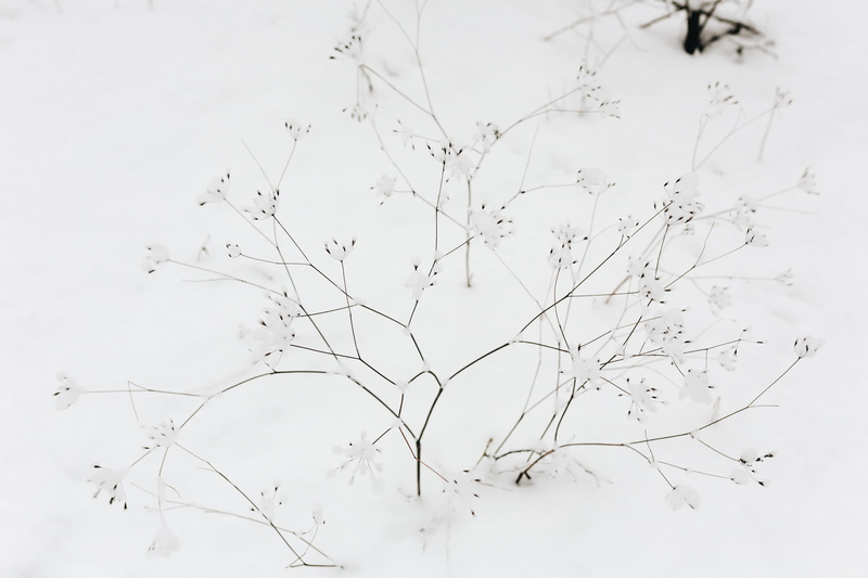 white, tranquil scene, snow, tree, no people, twigs, tranquility, branch, growth, plant, low angle view, bare tree, cold temperature, land, white color