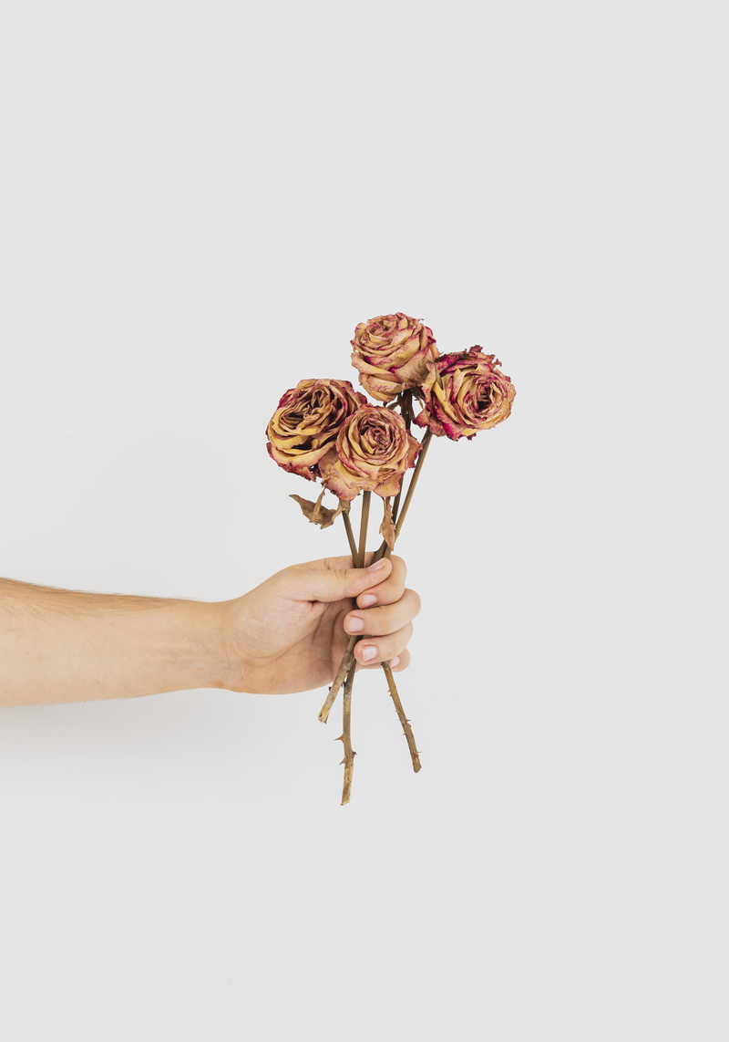 blossom, human limb, petals, human finger, hand, real people, close-up, dried flower, copy space, indoors, flowers, unrecognizable person, studio shot