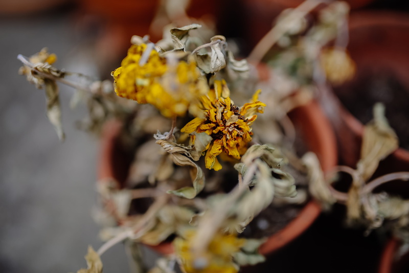 religion, selective focus, yellow, petal, fragility, growth, beauty in nature, united kingdom, belief, freshness, flower, close-up, dried, day, flowering plant