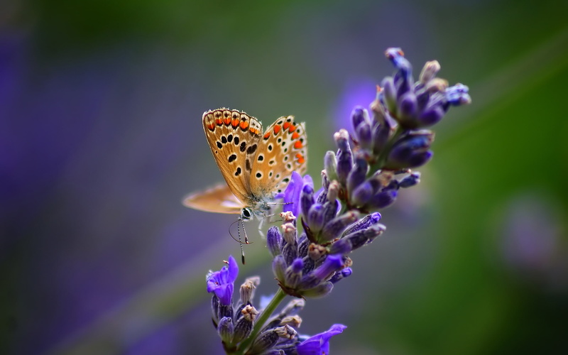 Flowers, Nature, Butterfly, 2K, Lavender, Macro