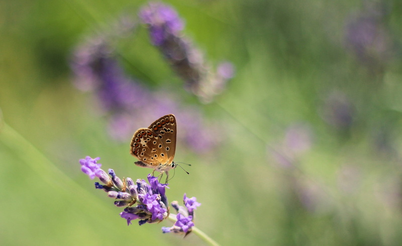 flower, petal, 1080P, vulnerability, growth, one animal, plant, animals, purple, animal themes, animal wing, insect, flowers, beauty in nature, animals in the wild