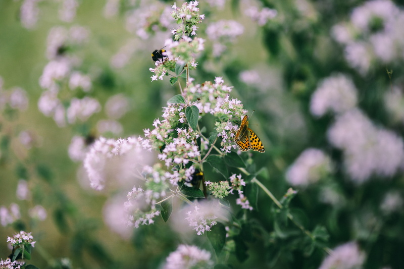 purple, Flowers, flower head, one animal, plant, freshness, close-up, summer, leaf, leaves, butterfly - insect, small, beauty in nature, vegetables, petal