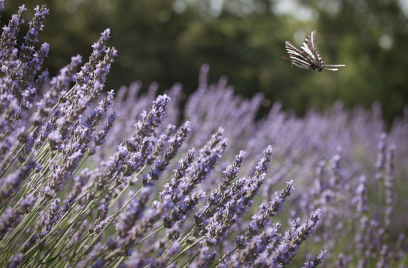 Swallowtail, flying, flower, animal themes, Lavender, flowering plant, flower head, animals in the wild, Purple, vulnerability, 2K, ProtographiumMarcellus