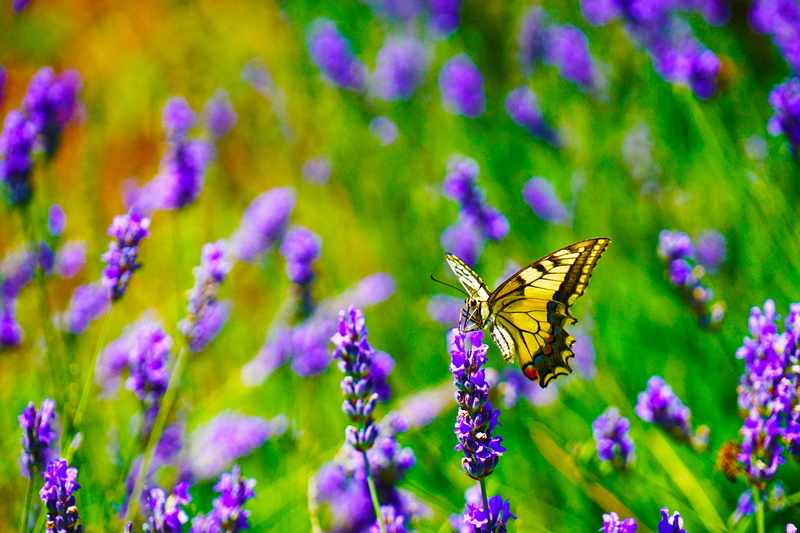 summer, outdoors, purple, focus, beautiful, insect, flower head, animal wing, blur, invertebrate, freshness, tiger, fragility, herb, beauty in nature, close-up