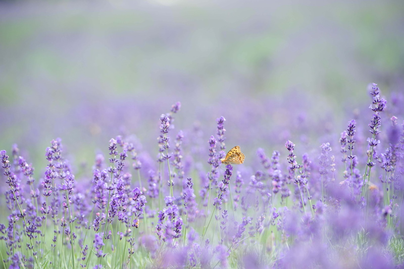 lavender, bokeh, 5K, lavender field, butterfly, flowers