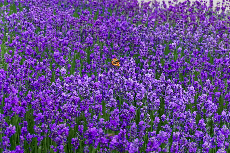 vulnerability, close-up, summer, 5K, field, flowers, plant, flower head, day, fragility, butterfly, animal themes, freshness, no people, flowering plant