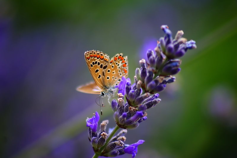 insect, lavender, summer, fragility, vibrant Color, flowering plant, flower head, animal wildlife, yellow, animal, animal themes, multi Colored, purple