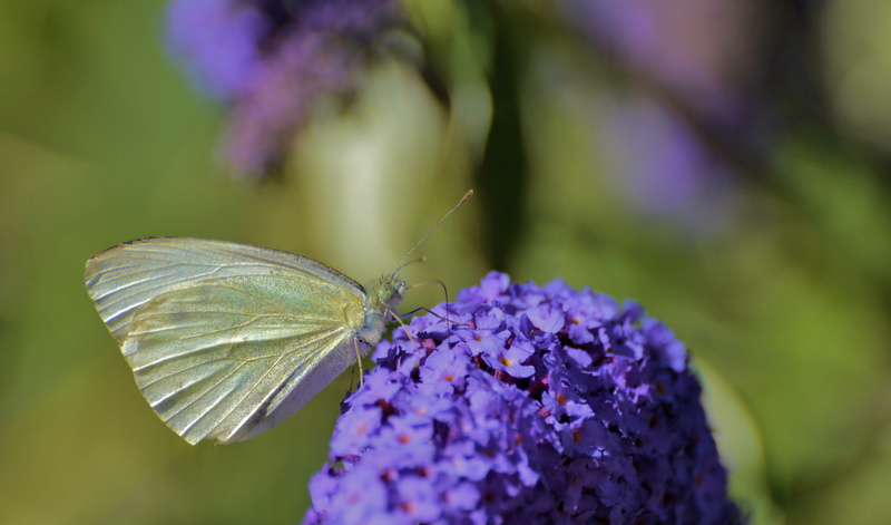 animal wing, large-cabbage white, butterfly, vulnerability, one animal, flowering plant, flower head, lavender, close-up, no people, outdoors, nature, purple