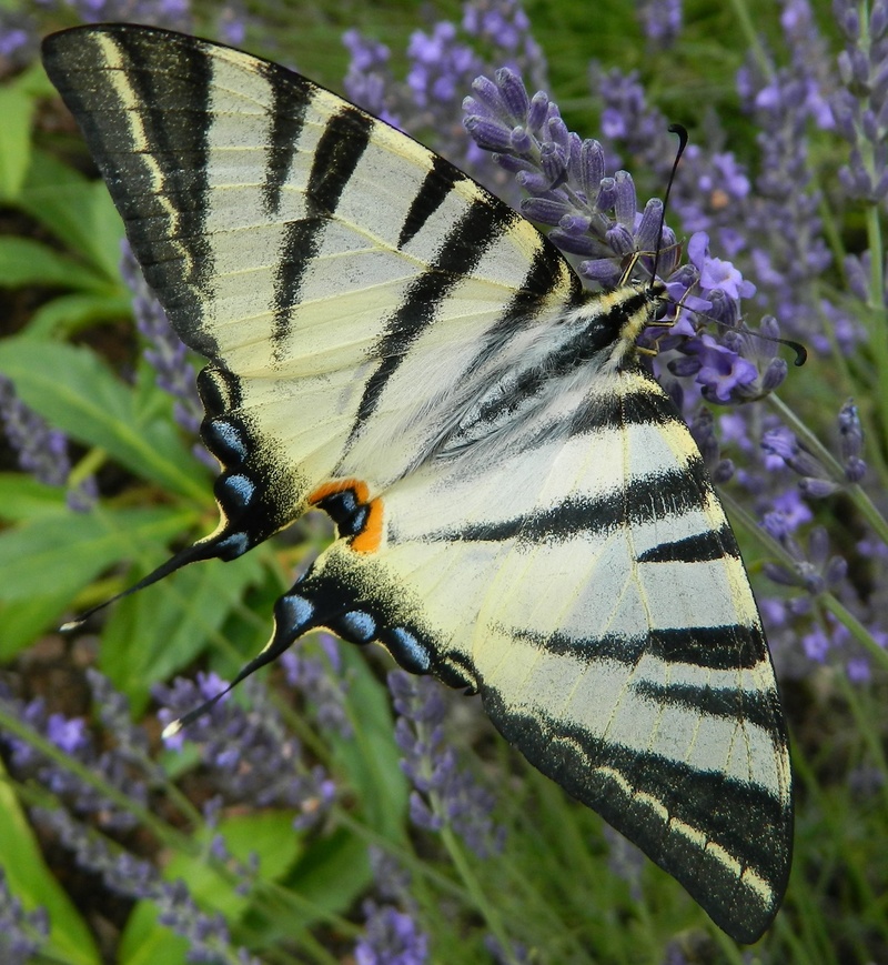 garden, lavender, purple, butterfly - insect, animal wing, growth, flowering plant, outdoors, flower head, butterfly, animal themes, nature, petal, animal wildlife