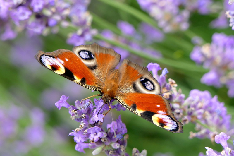 animal wing, outdoors, animal themes, black, vulnerability, close-up, perched, invertebrate, beauty in nature, lavender, butterfly - insect, animal wildlife