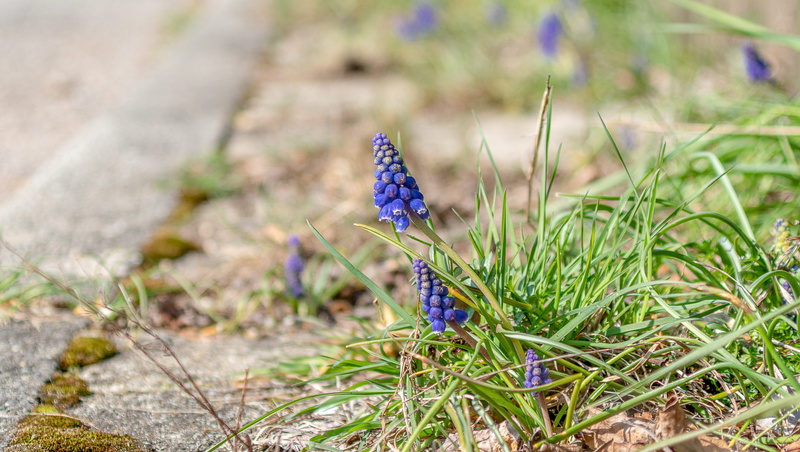 sunshine, sun, no people, outdoors, paving stones, 5K, iris, muscari armeniacum, small, flowering plant, fragility, blue, butterfly - insect, sunny, wildflower