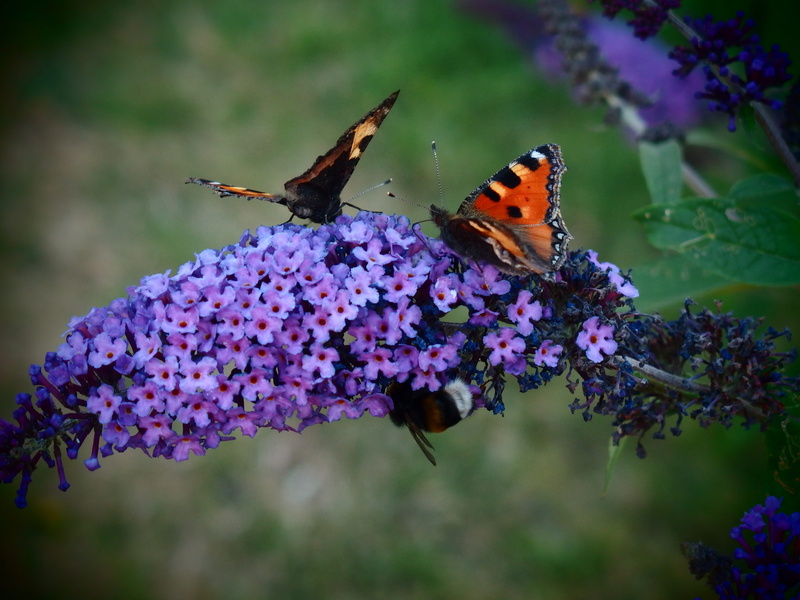 insect, admiral butterfly, tortoiseshell, purple, flower, butterfly bush, pollination, photography, vulnerability, beauty in nature, animal wildlife, fragility