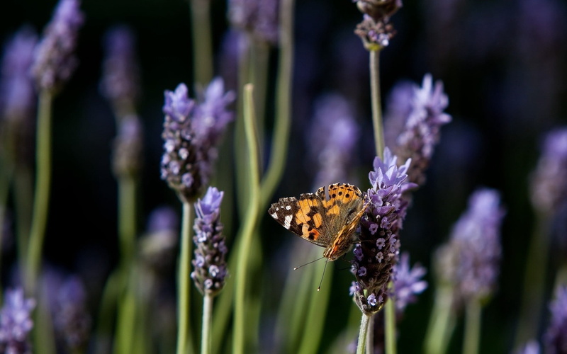 butterfly - Insect, invertebrate, 1080P, fragility, vulnerability, animal wildlife, orange, no people, insect, pollination, flowering plant, springtime