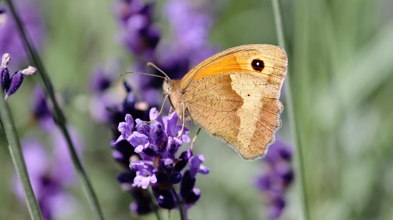 shot, summer, nature, macro, flower head, sitting, beauty in nature, wild life, flight insect, animal wildlife, butterfly - insect, edelfalter, close, lavender