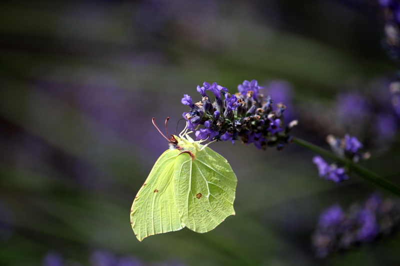flower head, animal wing, fragility, pollination, flowering plant, flower, butterfly, freshness, 4K, insect, yellow, beauty in nature, gonepteryx rhamni