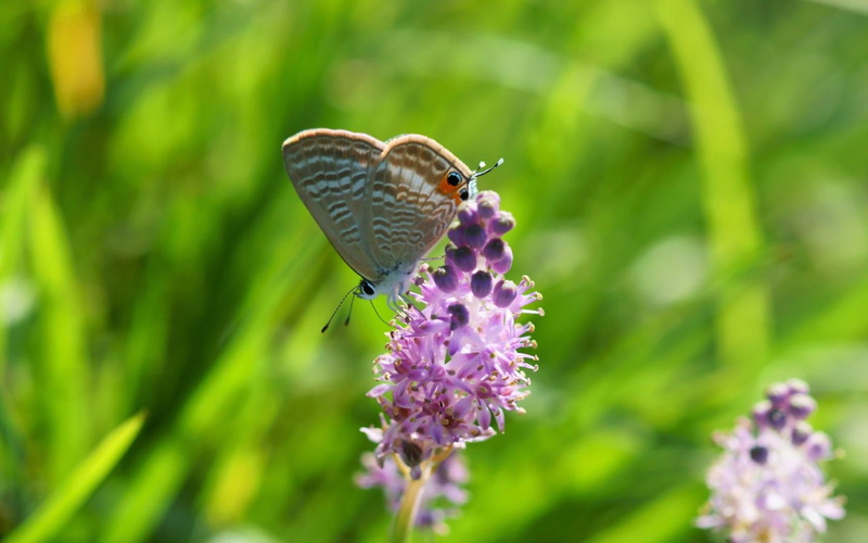 tailed, one animal, flower, purple, butterfly - insect, no people, animal, eastern, animal wing, invertebrate, beauty in nature, petal, 720P, animal themes