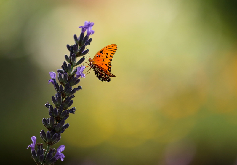 flowering plant, macro, flower, blossom, animal world, 4K, petal, fragility, freshness, focus on foreground, growth, outdoors, no people, nature, summer