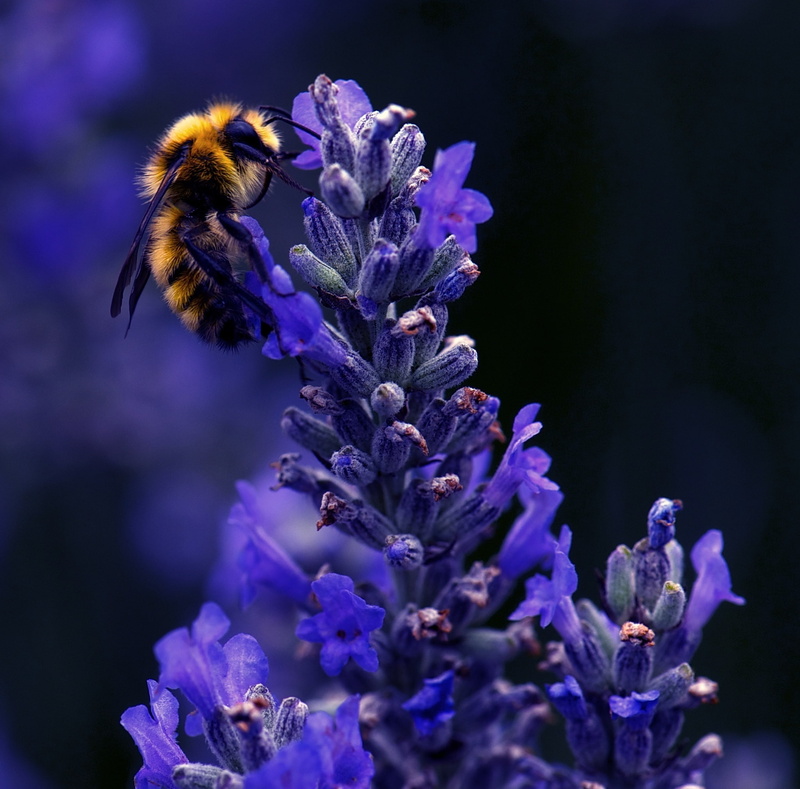 Insects, unitedstates, freshness, Dark, bee, searching, flora, flower, Macro, animal wildlife, nature, insect, Purple, beauty in nature, fragility, plant