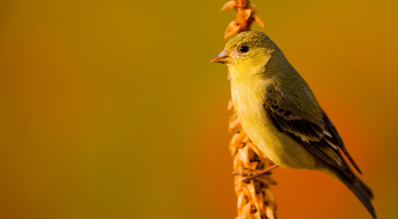 goldfinch, day, Bird, no people, Animals, 1080P, Photography, losangeles, nature, Birds, yellow, wildlife, flora, focus on foreground, fauna, animal wildlife