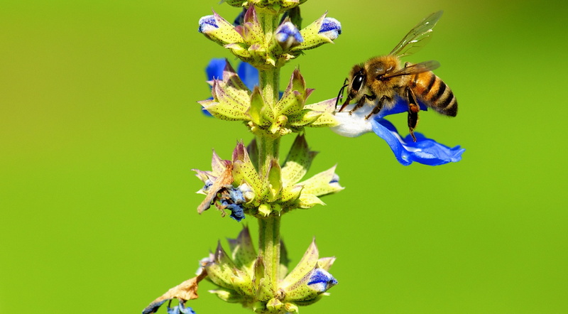 Macro, Vivid, Nectar, unitedstates, Photography, pollen, losangeles, Colors, Green, Blossom, Focus, collecting, Busy, Background, pollinator, apoidea, LaCanadaFlintridge