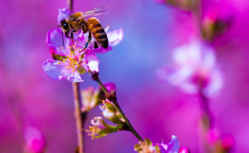 nikon, fauna, Insects, no people, growth, Magenta, purple, Blossom, close-up, California, unitedstates, 2K, Photography, tree, flowering plant, Spring