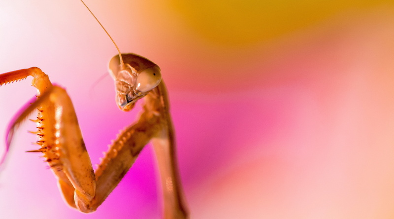animals in the wild, Closeup, nature, insect, Mantis, animal wildlife, unitedstates, Vivid, animal head, one animal, Photography, no people, animal, flora