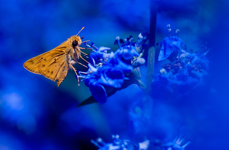animal wing, Nectar, butterfly - insect, Vivid, Flowers, Skipper, Insect, flower, fauna, vulnerability, Closeup, close-up, Colors, Brown, nikon, animal