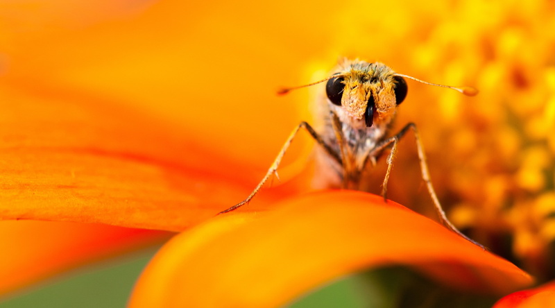 vulnerability, fauna, Vivid, Closeup, animals in the wild, losangeles, LaCanadaFlintridge, Insect, flowering plant, wildlife, Hesperiidae, diurnal, invertebrate