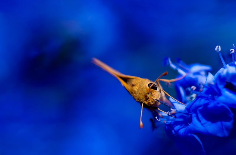flora, Hesperiidae, California, Nature, Evening, fauna, Golden, diurnal, Insects, Macro, Photography, Focus, Butterfly, pollinator, losangeles, Closeup