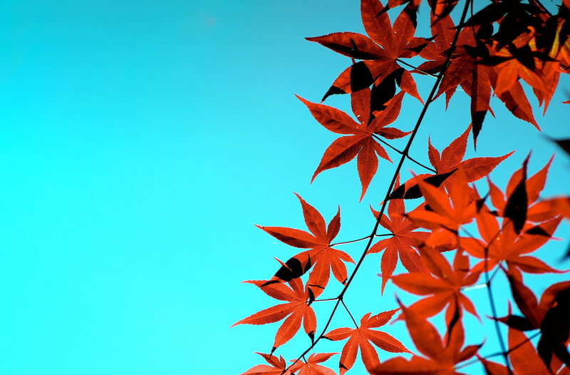 tree, blaze, low angle view, wildlife, Autumn, Photography, beauty in nature, 2K, losangeles, LaCanadaFlintridge, Vivid, sky, California, Leaves, Maple