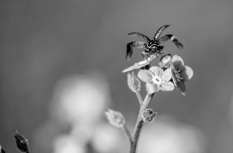 Flowers, losangeles, LaCanadaFlintridge, Beetle, ladybird, coccinellidae, taking, blackandwhite, California, fauna, Macro, Wings, white, flight, black