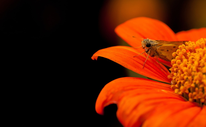 animal themes, Orange, close-up, Hesperiidae, Insects, pollination, flower head, Color, freshness, Macro, LaCanadaFlintridge, unitedstates, invertebrate