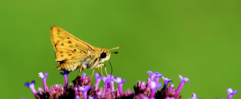 animal, Closeup, purple, vulnerability, animal wildlife, beauty in nature, close-up, one animal, animal themes, Background, losangeles, flower head, California