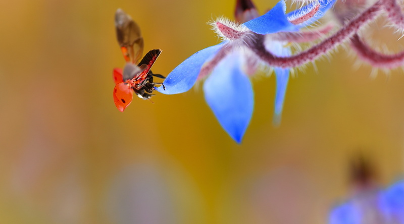 California, unitedstates, flora, blueflower, Insects, taking, BoragoOfficinalis, Animals, fauna, Borage, Macro, Wings, LaCanadaFlintridge, Ladybug, Flying
