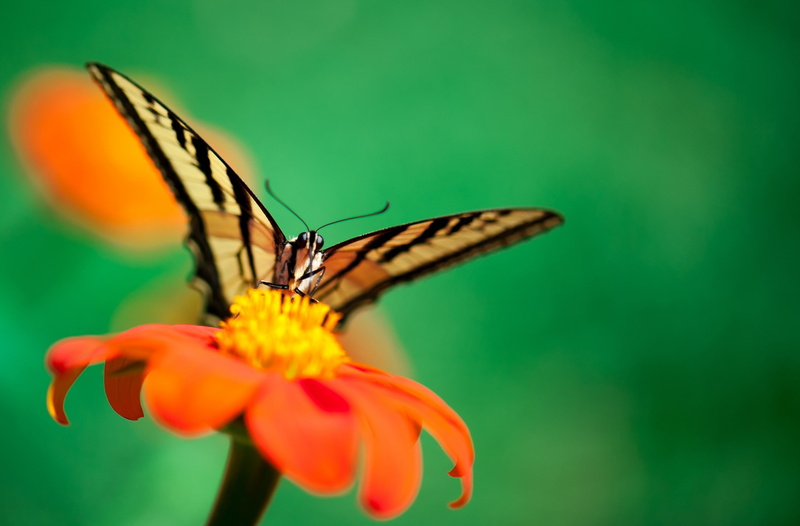 LaCanadaFlintridge, Macro, unitedstates, Green, Vivid, flora, Animals, Closeup, losangeles, Colors, Insect, wildlife, Orange, Nature, California, Flower