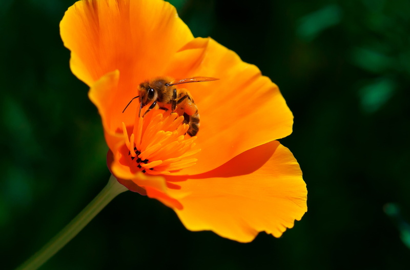 wildlife, pollinators, Carrying, Vivid, fauna, CaliforniaSunlight, Insects, Orange, Californian, Bees, Nectar, Insect, micro, California, flora, cupofgold