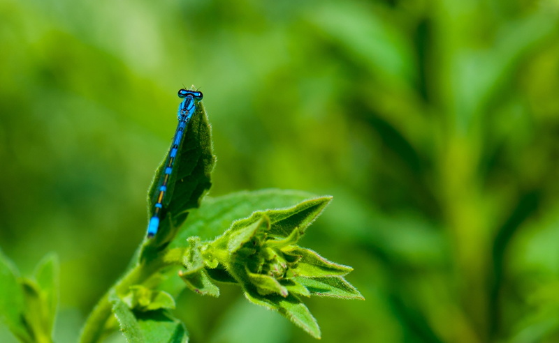 Animals, one animal, leaf, animals in the wild, Green, unitedstates, Macro, Vivid, animal wildlife, selective focus, Plant, LaCanadaFlintridge, losangeles