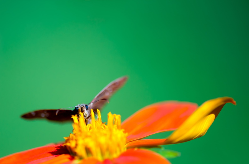 Colors, Insects, flower head, fauna, pollen, pollination, wildlife, flora, Stamens, bright, growth, LaCanadaFlintridge, flowering plant, animal wildlife