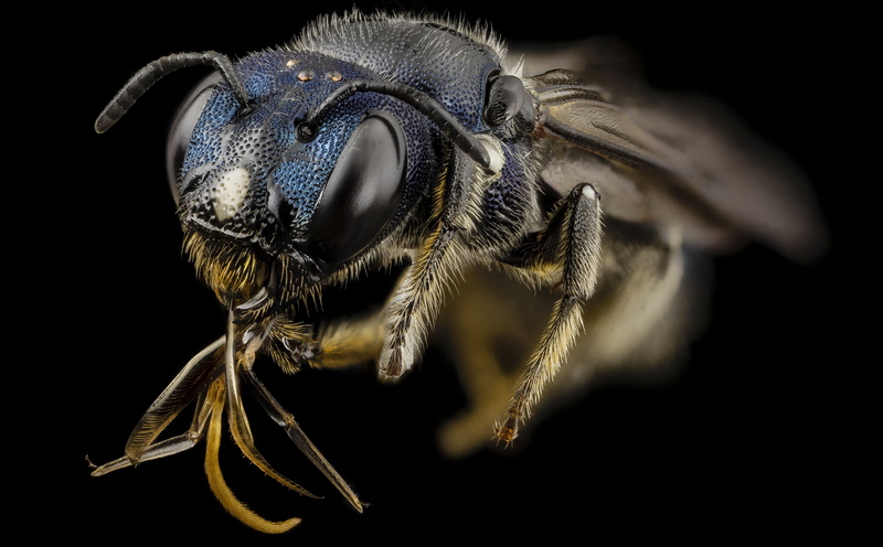 Insect, Blue, 5K, apoidea, taxonomy, Bees, smallcarpenterbee, Crimea, Macro, ceratina, apidae, Photography, Insects, Species, Ukraine, bee, russia, Animals