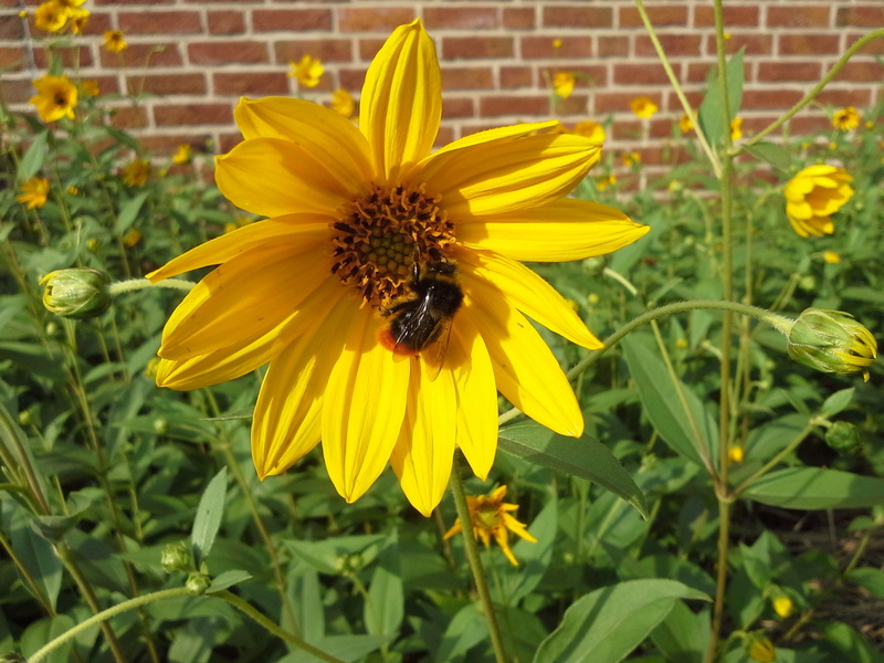Sun, freshness, flower, flowering plant, pollen, pointed flower, sunny, animals in the wild, Close, green, outdoors, Bloom, apinae, pollination, flowers