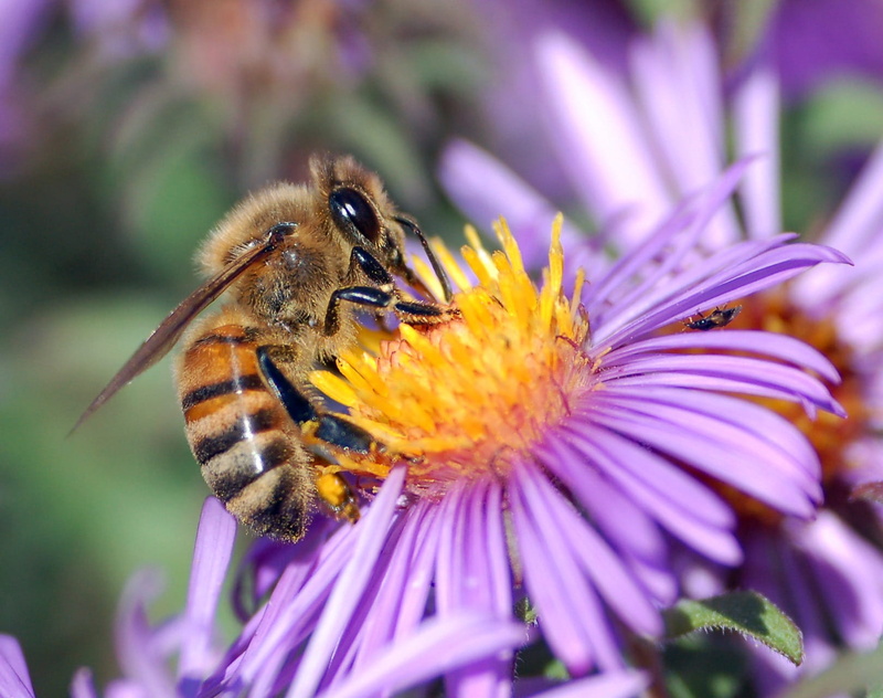 purple, 720P, flower, fragility, vulnerability, bee, freshness, nectar, invertebrate, apoidea, close, springtime, insect, european honey bee, honey, bloom