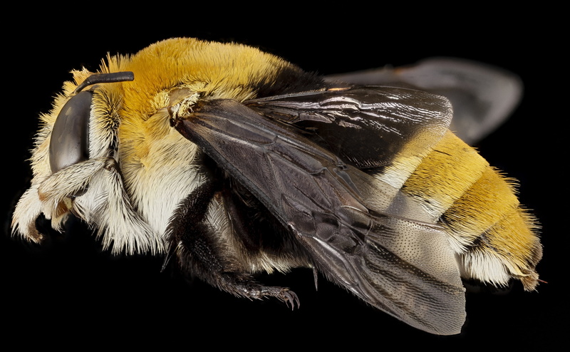 no people, Africa, animal, Species, fragility, Buzz, black background, animals in the wild, one animal, invertebrate, animal wing, buzzpollinate, plant