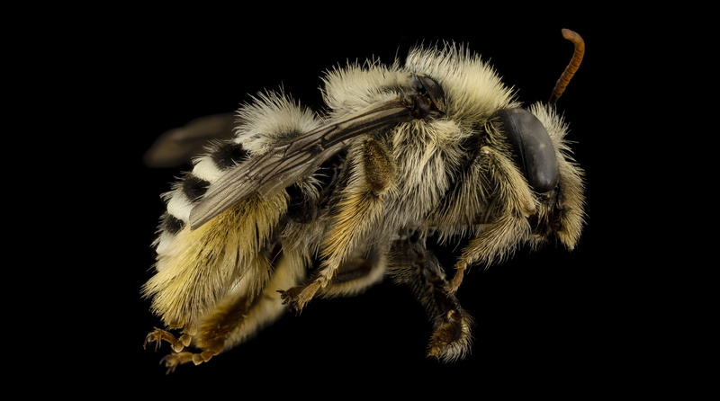 flower, Insect, black background, Insects, animal body part, indoors, invertebrate, animal wildlife, close-up, apidae, no people, animal themes, animal leg