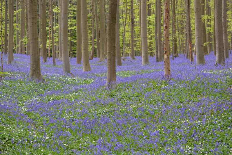 plant, bluebell, tranquility, flowering plant, growth, tree, springtime, flower, flowers, green color, tranquil scene, scenics - nature, no people, flowerbed