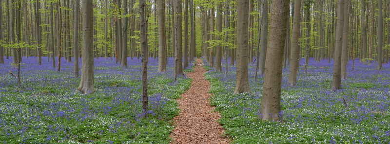 hallerbos, scenics - nature, non-urban scene, footpath, beauty in nature, day, blue, tranquil scene, spring, trunk, outdoors, birch, forest, purple, growth
