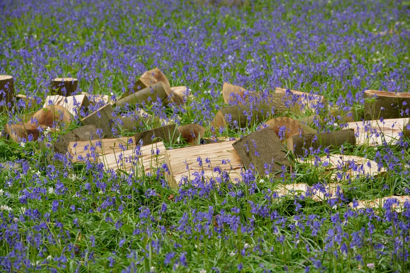 growth, freshness, forest, plant, purple, land, lavender, beauty in nature, landscape, tranquil scene, blue, hallerbos, wild hyacinth, bluebell, fragility